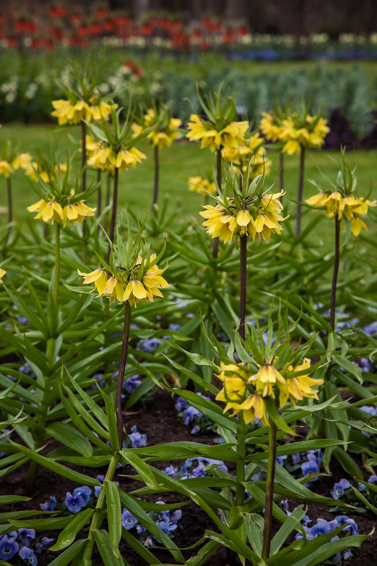 Dahliakvarteret med fritillaria släktet Sofiero 2025.jpg