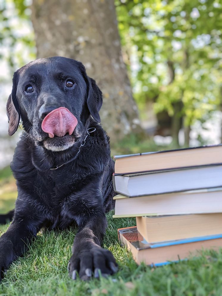 Hund_4_FotoAmandaFlinck