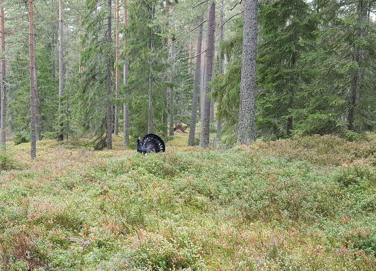 Spelande tjädertupp.