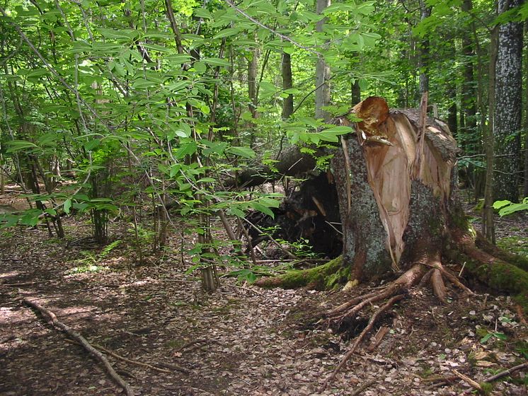 Ädellövskog, flerskiktad och med död ved