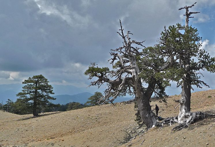 Torkkänsliga tusenåriga träd från bergen i Grekland. 