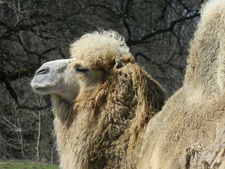 Destinationen in Dänemark – Knuthenborg Safaripark