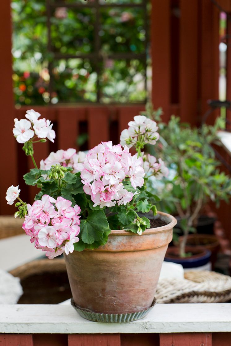 Pelargonium ´Picotee Pink´ med liv i blomman