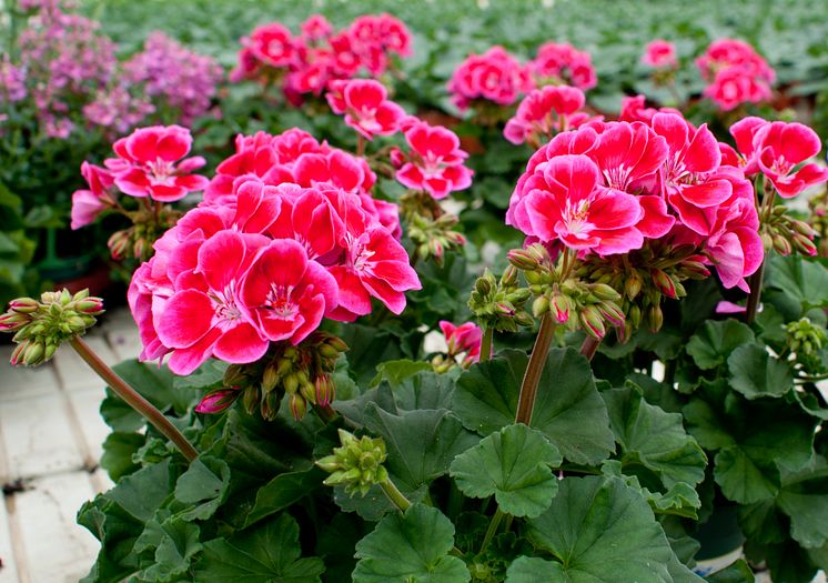 Pelargonium Tjolöholms Slott