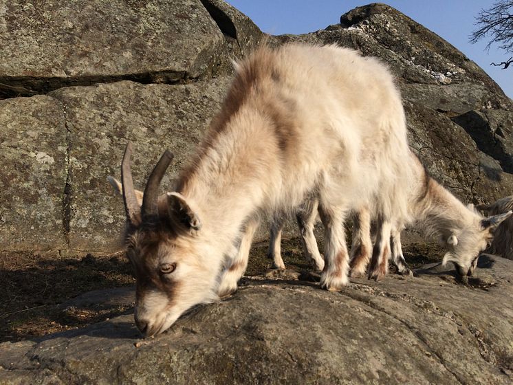 Getter i Slottsskogen