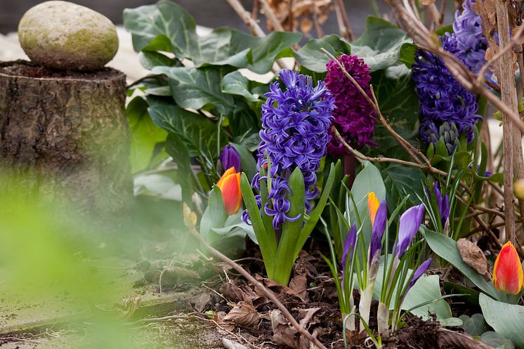 En lustfylld kombination av blomsterlökar