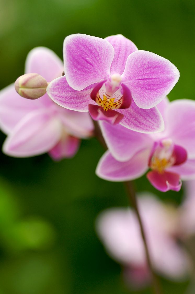 Phalaenopsis