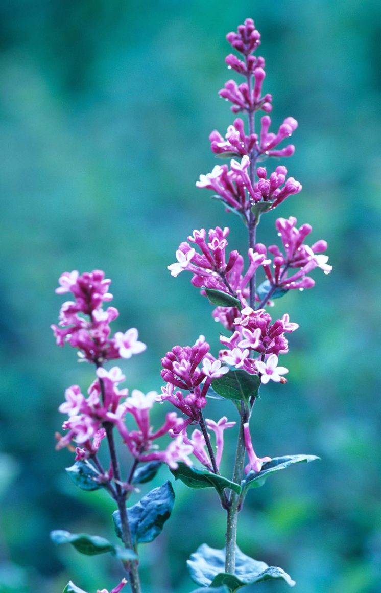 Syren Syringa TINKERBELL