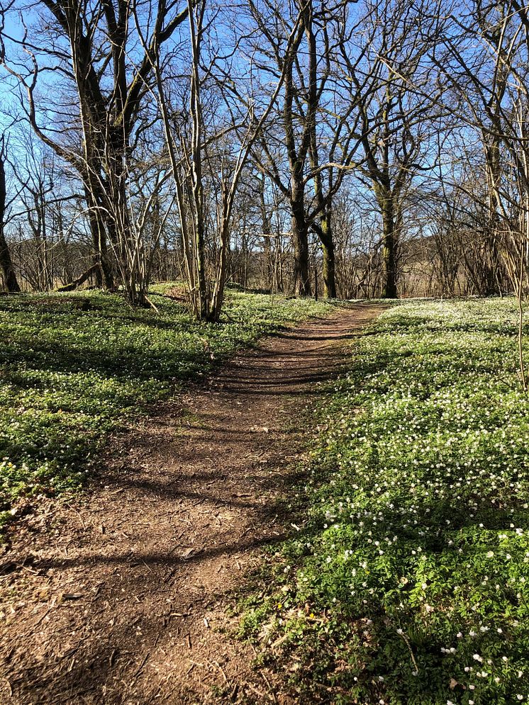 Mariebergs naturreservat, Trankärrsslingan