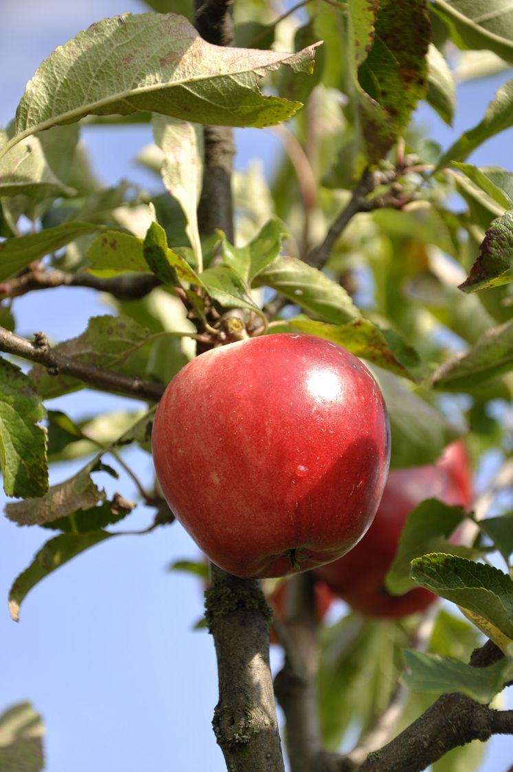  En smak för alla i årets fruktutställning