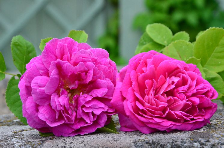 Skerike biskopsros tv, Västeråsrosen th