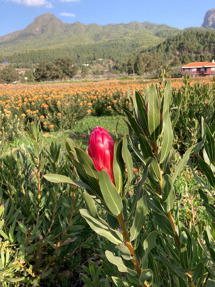 Protea-odling på Kanarieöarna