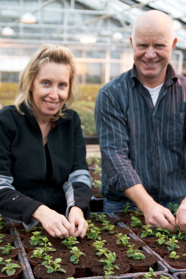 Helene och Paul Orevad toppar fuchsiaplantor inför våren och sommaren 2009