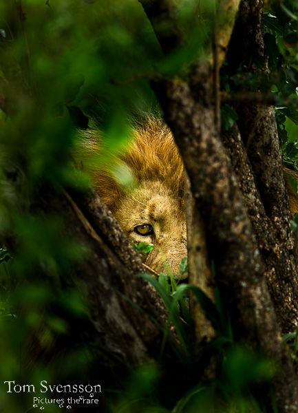 Hide and Seek - Expedition Africa