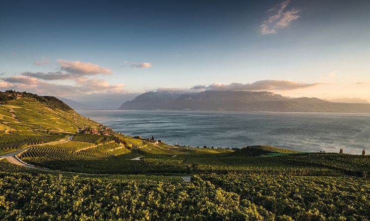 Lavaux evening atmosphere