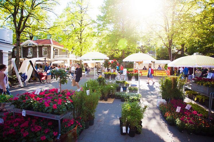 Fröer, sticklingar och plantor finns att handla på marknaden