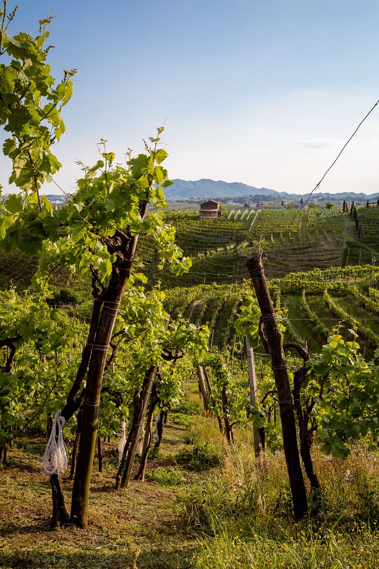 Valdobbiadene Hills