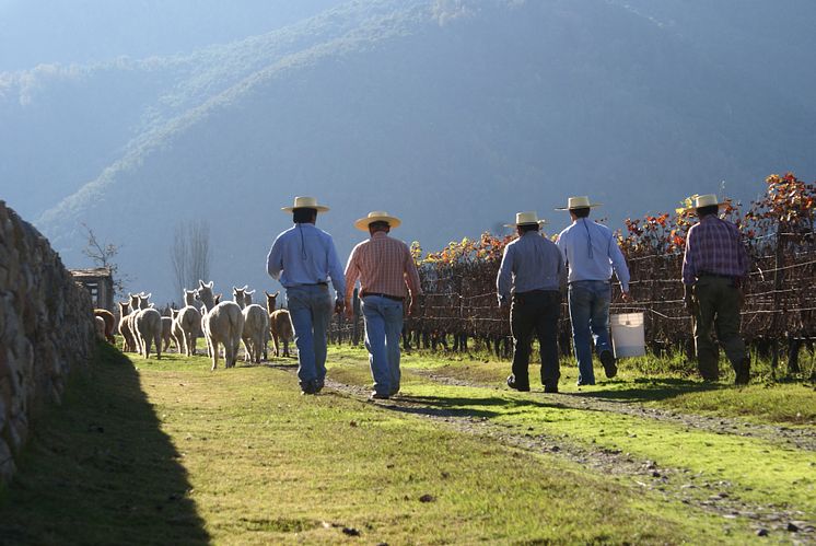 trabajadores animales