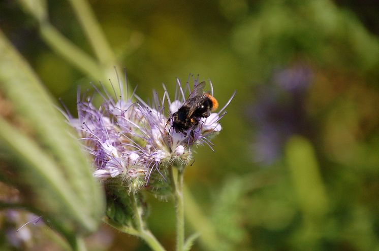 MDLZ_biodiversity