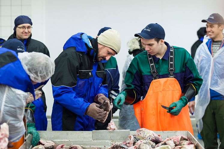 Kronprinz Haakon lässt sich das Skrei-Zungen-Schneiden natürlich nicht entgehen. Auch er erlernt die besondere Schneide-Technik von den jungen Einheimischen.