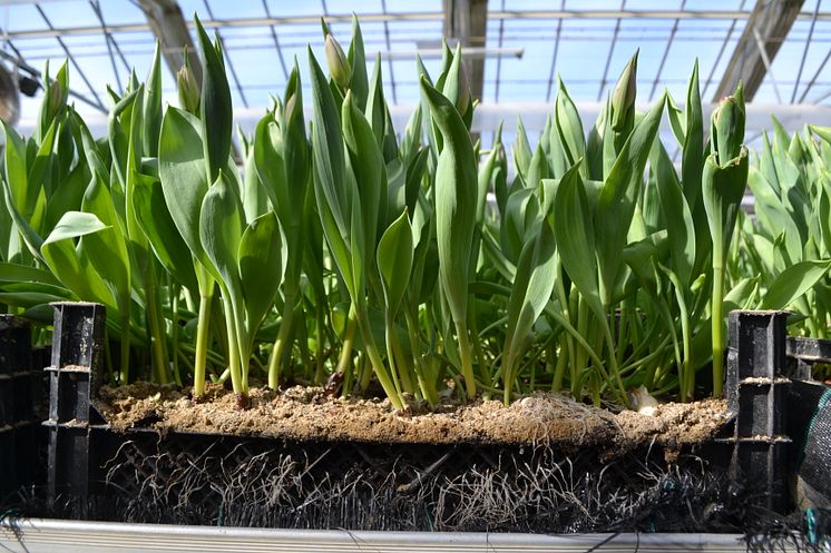 Tulpaner hos Olles Blommor som snart är redo att skördas