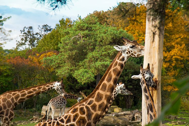 Giraffen im Zoo Leipzig 