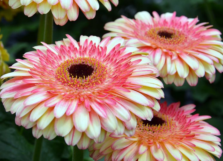 Patio Gerbera