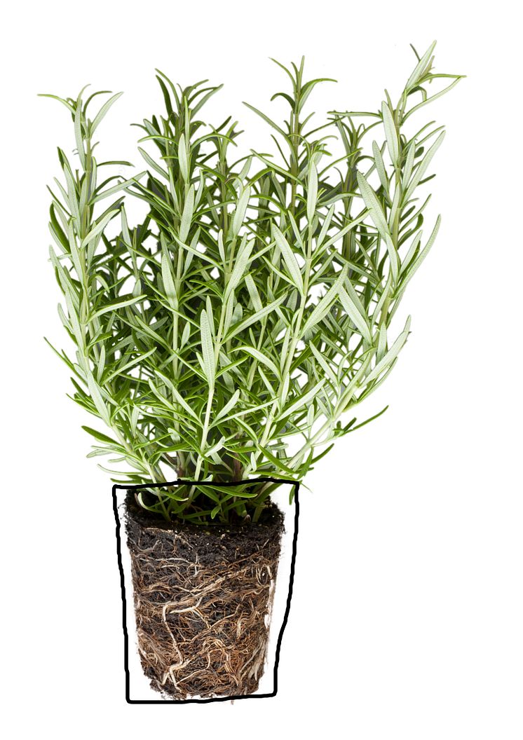 (Rosmarinus officinalis)