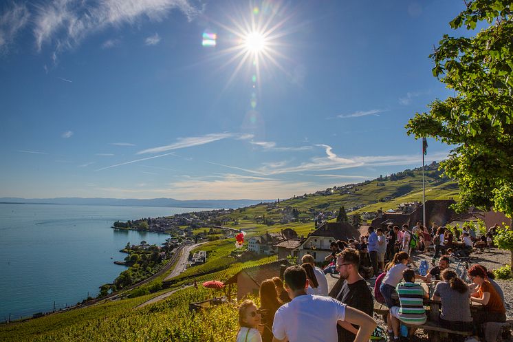 Weingebiet Lavaux im Genferseegebiet 