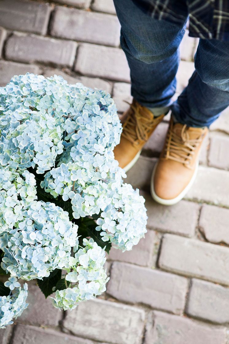 Hortensia - en effektiv luftfuktare med ljuvlig blomning