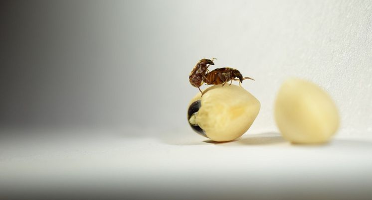 Seed beetles mating