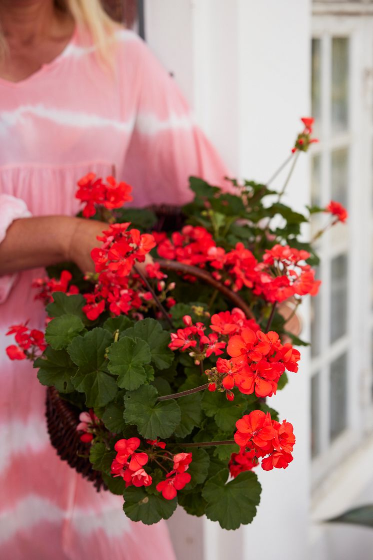 Årets Pelargon 2023 Pelargonium Moonlight Guido Foto Lina Arvidsson Blomsterfrämjandet 17