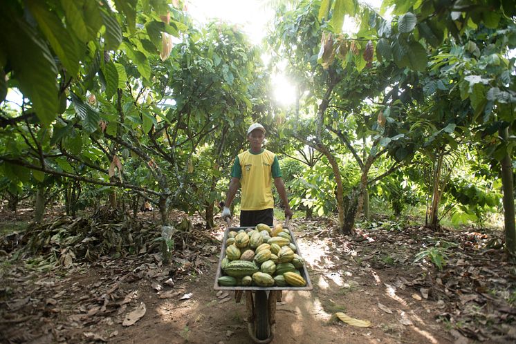 Sustainability+Cocoa+Life+Indonesia+Man+001.jpg