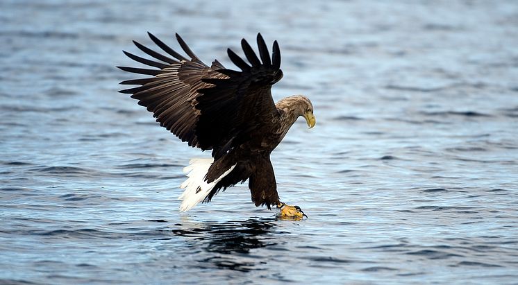 Eagle safari in Vesterålen - Photo - Marten Bril_www.visitvesteralen.com.jpg