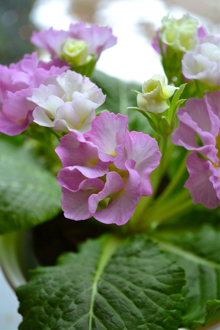 Primula 'Suze' på fönsterbrädan