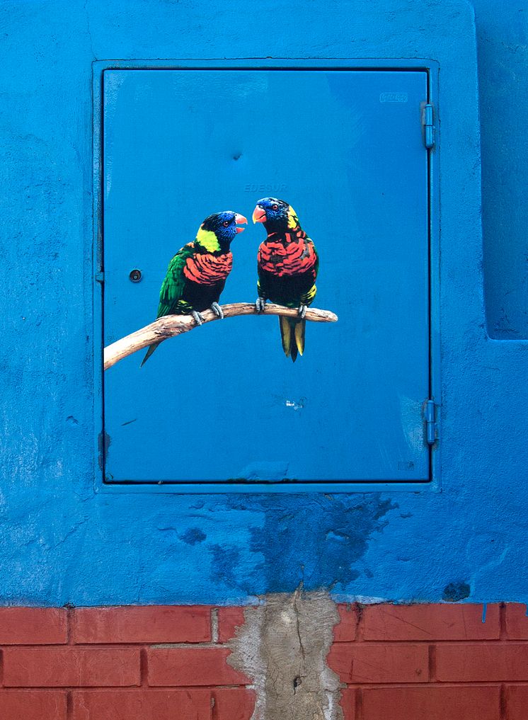 Erik Berglin_The Bird Project_Trichoglossus Haematodus, Calle Gervasio Espinosa, Buenos Aires_2006 - 2017