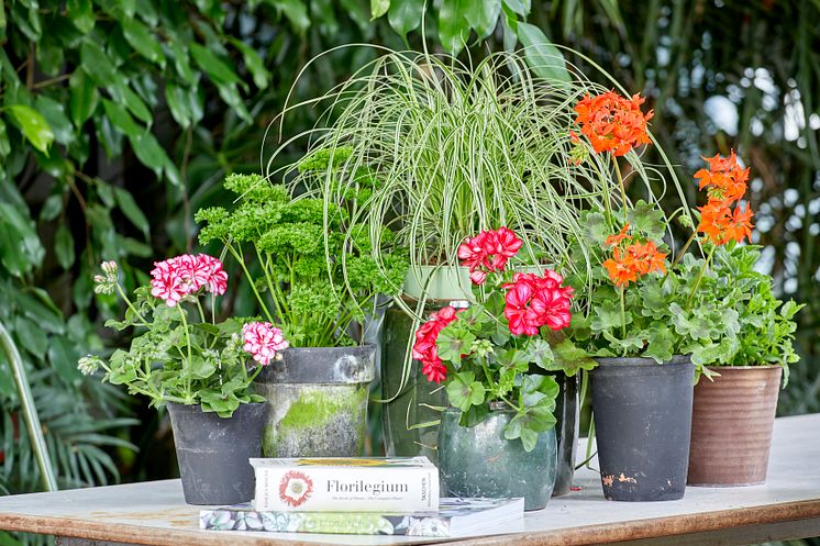 Pelargoner  industrikänsla