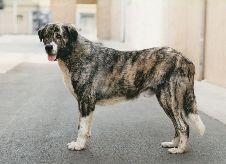 Hundrasen rafeiro de alentejo