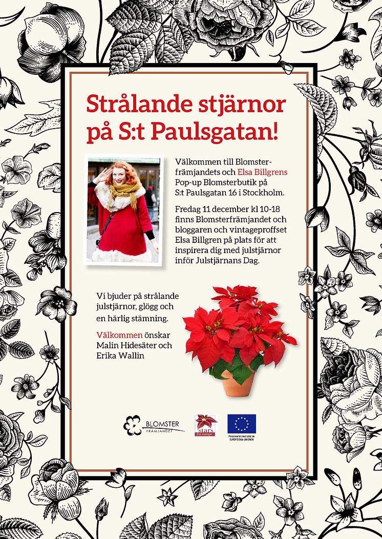 Strålande julstjärnor med Elsa Billgren och Blomsterfrämjandet