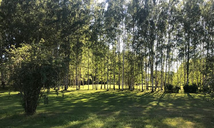 Järva DiscGolfPark