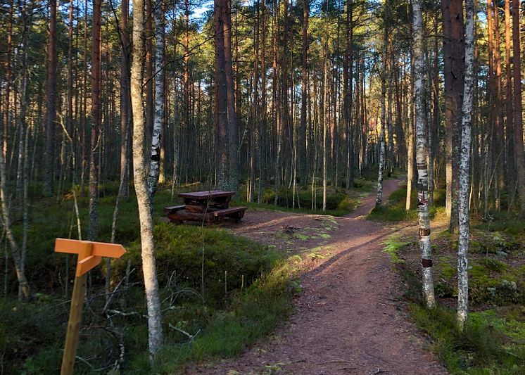 Rastplats vid Molkomsmossens vandringsled