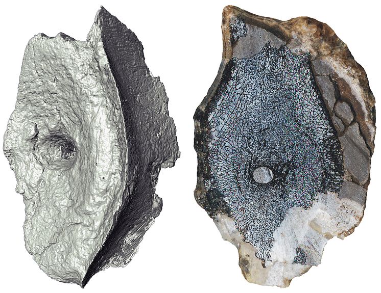 Kear etCross-section of of vertebrae 