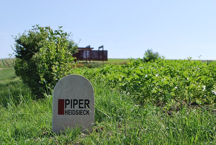 Vineyard Piper