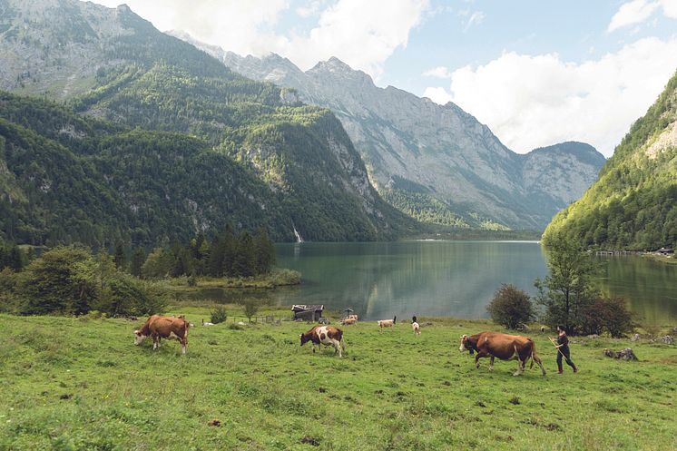 Berchtesgadener Land Køer ved Königssee; tysk alpevej © www.bayern.by_Peter von Felbert.jpg