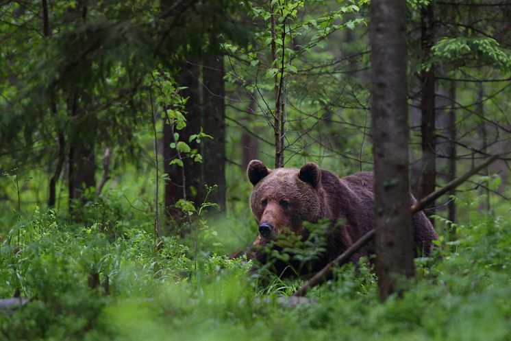 Brunbjörn i Estland