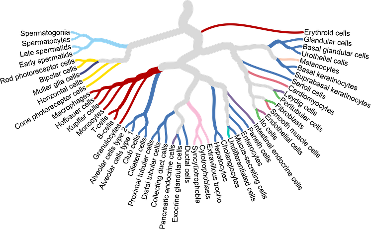 A single cell type map 