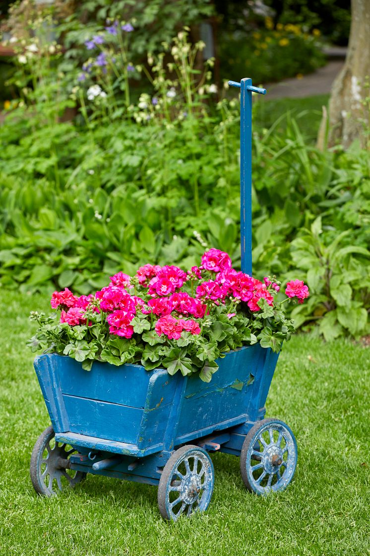 Pelargoner till Mors Dag