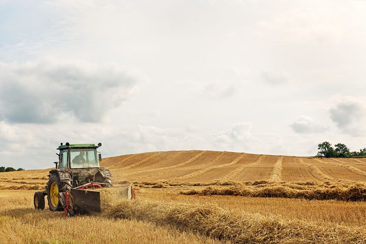 Swedish farmer harvesting winter wheat.jpg