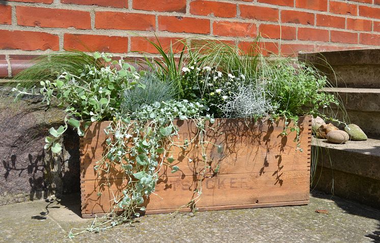 Prydnadsgräs och sommarblommor i sockerlåda