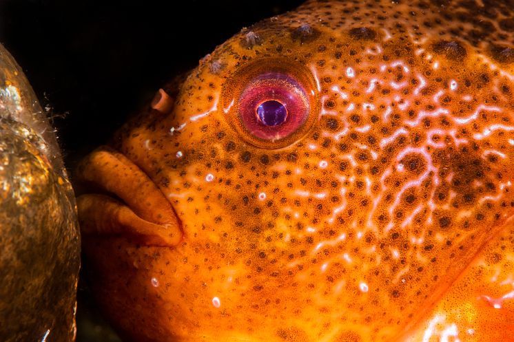 Cyclopterus lumpus 02-07-2019_8